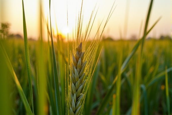 Agribusiness Job Opportunities in Kenya