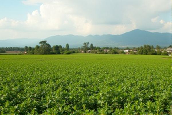 Jobs at Tupande One Acre Fund in Kenya